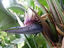 Strelitzia Nicolai